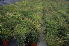 Nandina domestica 
